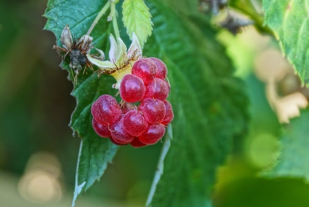 one red raspberry on a branch with green leaves in the garden