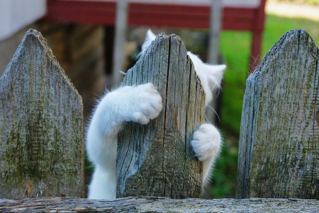 white kitten hanging on a gray wooden fence boardの写真素材