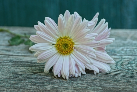 white flowers lie on a gray wooden tableの写真素材