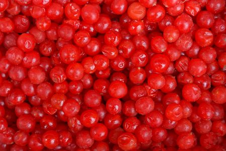 red berries of viburnumの写真素材