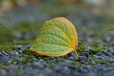 one dry leaf