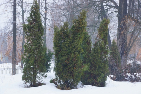 green conifers in the white snow in the park