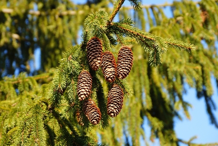 brown cones of the spruce treeの写真素材
