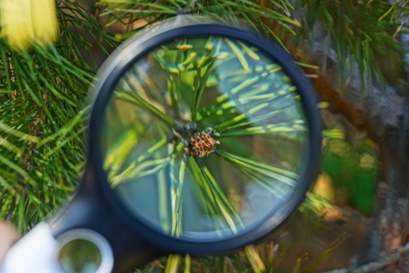 green pine treeの写真素材