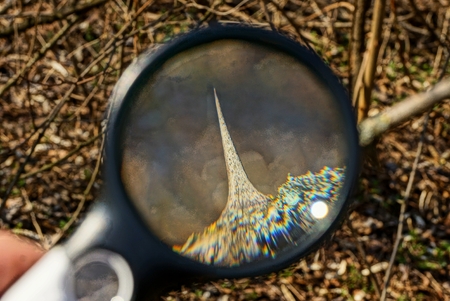round magnifier increases in dry thornの写真素材