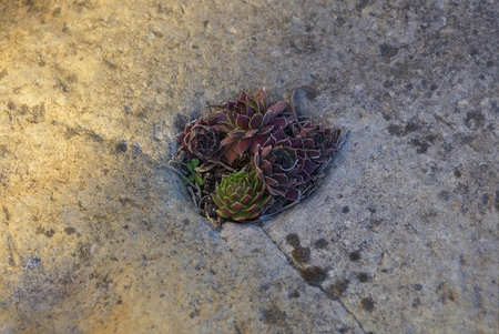 colored small ornamental plants on a gray large stoneの写真素材