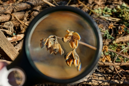 black magnifier enhances dry brown plant with buds outdoors in natureの写真素材
