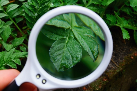 white round magnifier increases