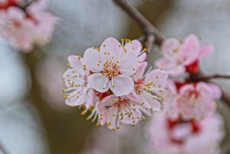 white small flowers on a spring brown apricot tree branchの写真素材