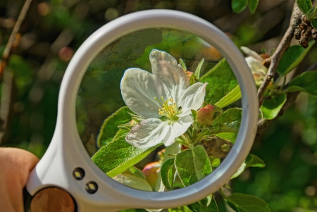 magnum enlarges white flower with green leavesの写真素材