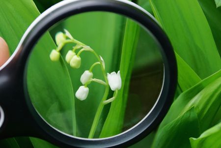 white flowers of green leaves in green leavesの写真素材
