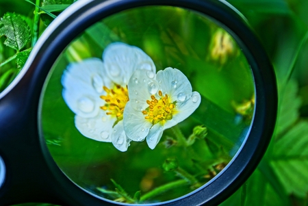 magnifier increases white strawberry flowers with water dropsの写真素材