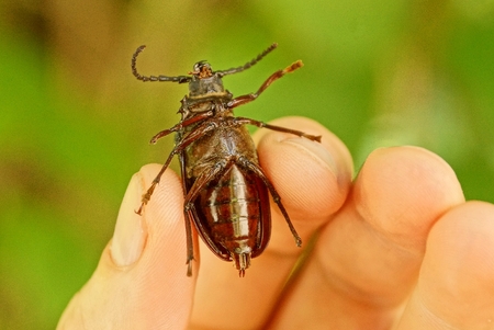 fingers hold big brown beetle on green backgroundの写真素材