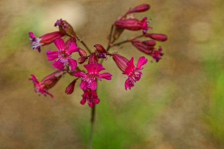 many small buds of wild flowers on a stalkの写真素材