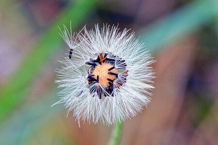 one white old dandelion on a green stalk in the parkの写真素材