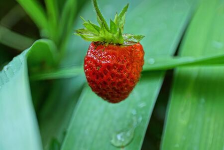 one red strawberry on a stalk among green leavesの写真素材