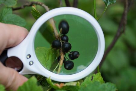 white magnifier increases with green leavesの写真素材