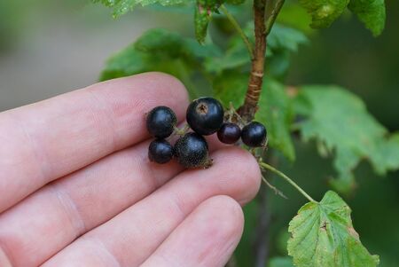 hand holding black leaves with green leavesの写真素材