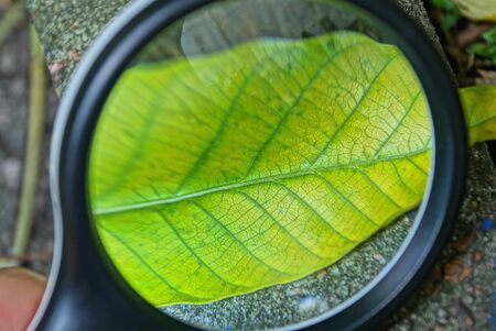 black magnifier increases the green leaf of the plantの写真素材