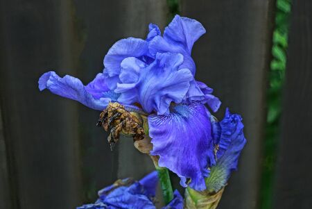 one bud of blue iris flower on gray backgroundの写真素材