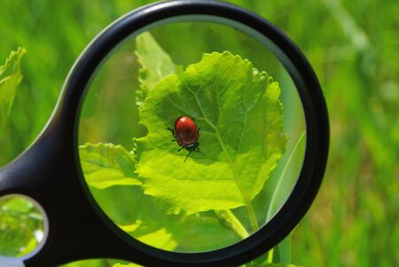 magnifier increases in greenの写真素材