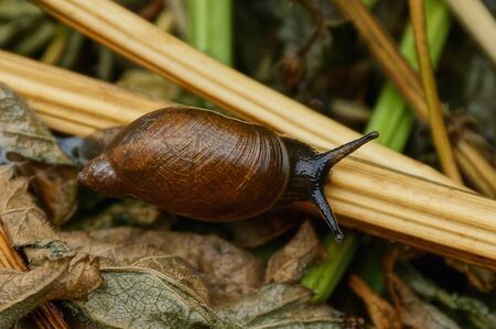 one little brown snail crawling on a branch of a plant