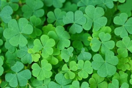 wild plant clover