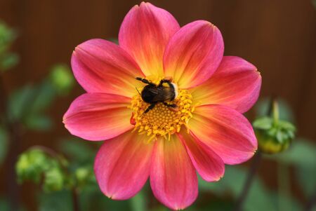 one big bumblebee sits on a bud of a red flowerの写真素材