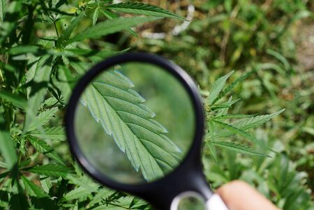 magnifier in hand increases the green leaf on a bush of marijuana
