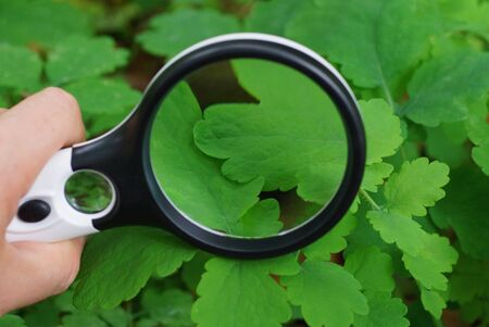 round magnifier over a green leaf of a plant in natureの写真素材
