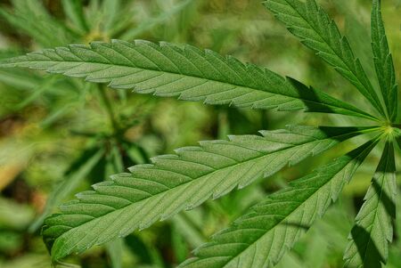 long green leaf hemp plants on natureの写真素材