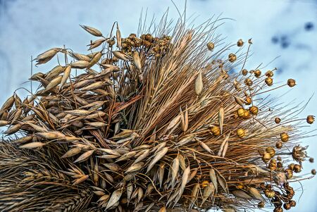 part of a dry brown bouquet of wheat and plants on a white backgroundの写真素材