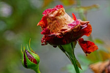 one large red rose bud on a green stemの写真素材