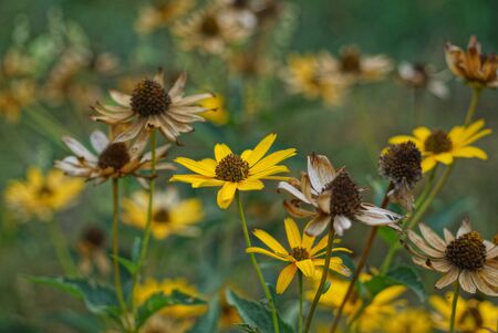 many yellow and gray dried flowers in the gardenの写真素材