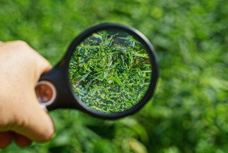 black magnifier in hand increases nettle leaves on a green backgroundの写真素材