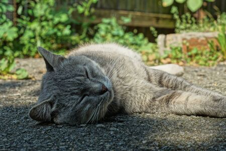 one big beautiful cat lies and sleeps on the asphaltの写真素材
