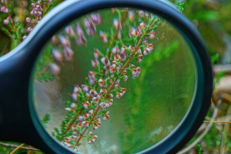 black magnifier magnifies small red wild flowers on long green stems