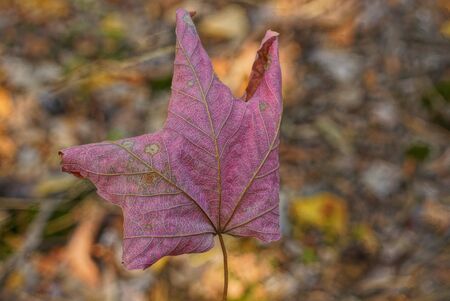 one large dry leaf of red maple on the streetの写真素材