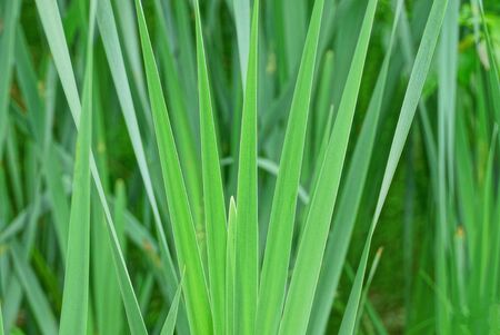 Natural green background of long leaves of ornamental plants