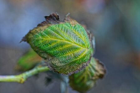one large colored raspberry leaf on a bush branch