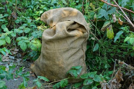 full of garbage a brown bag of burlap among the green vegetation in the parkの写真素材