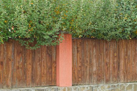 wall of brown wooden fence overgrown with branches with green leavesの写真素材