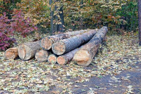 pile of pine logs in the forest cuttings