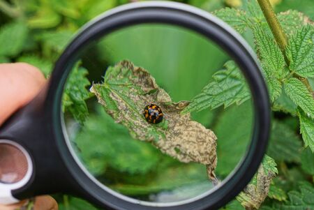 black magnifying glass increases the ladybird on a dry green leafの写真素材