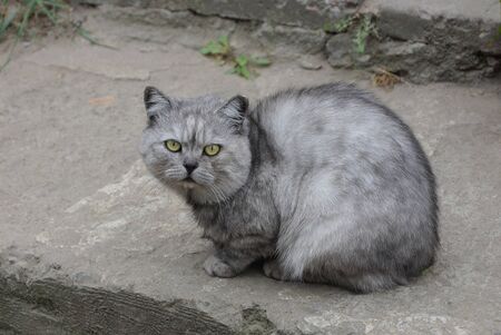 one gray cat sits and looks at the road on the streetの写真素材