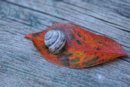 one snail sits on a dry red fallen leafの写真素材