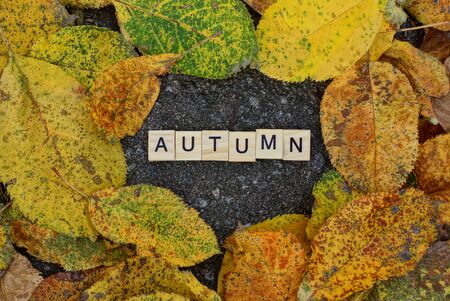word autumn made from wooden letters on gray asphalt among yellow dry fallen leavesの写真素材