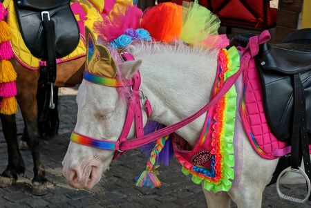 little white pony in a colored harness stands on a gray sidewalk in the streetの写真素材