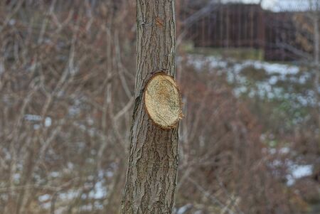 brown slice of a long gray tree trunk in a park