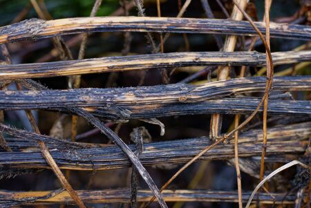 natural brown texture from dry branches of a plant in natureの写真素材